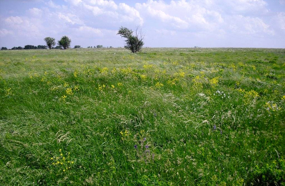 Михайлівська цілина